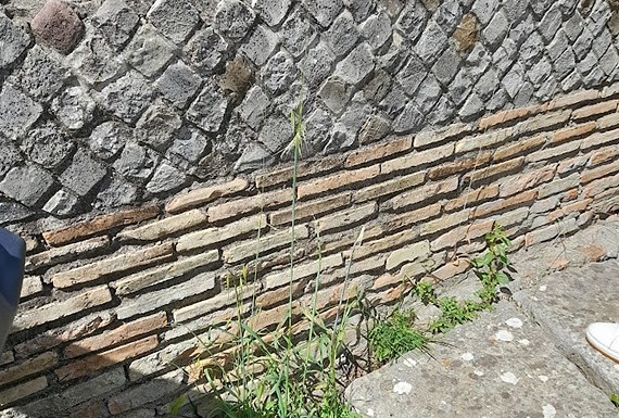 Venosa 